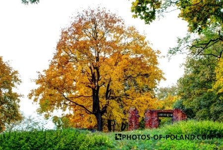 Autumn in Żary 