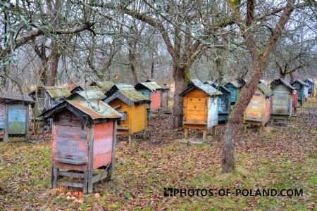 Hives in Mazowieckie