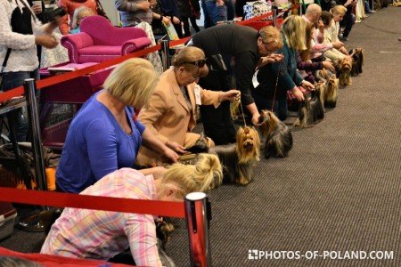 International Pedigree Dog Show Drzonków